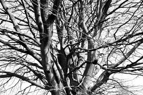 Boomtakken in de winter