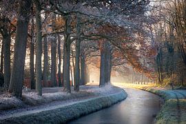 Winterliche Allee am Kanal in Wijhe