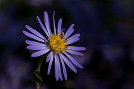 Aster violet au soleil sur Marjolijn van den Berg