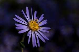 Paarse aster in de zon van Marjolijn van den Berg