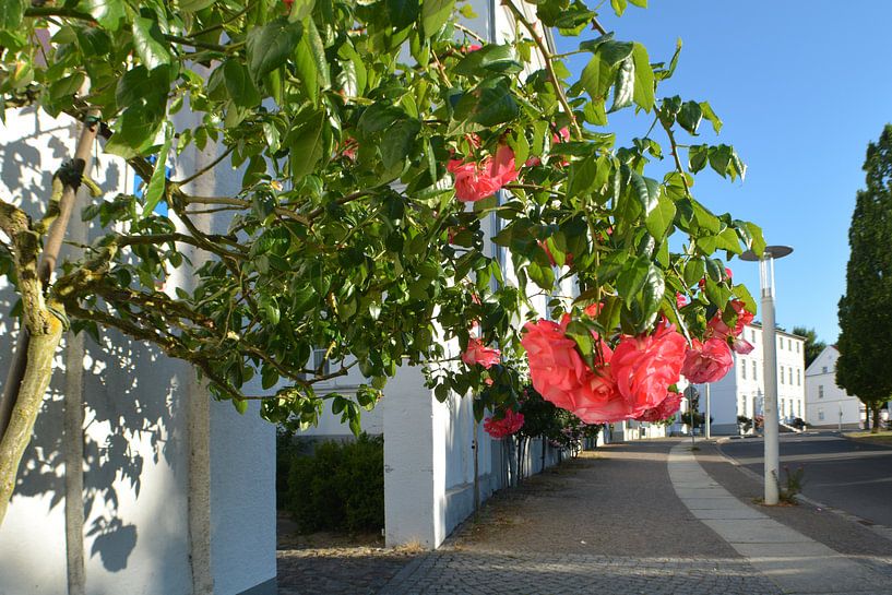 Rosa Hochstammrosen am Circus in Putbus auf Rügen von GH Foto & Artdesign