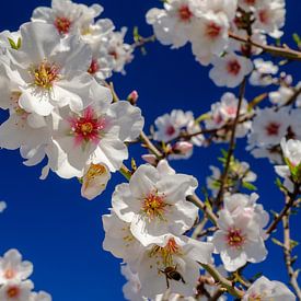 Almond trees with blossom in landscape of Andalusia. rugged mountains by Peter Laarakker