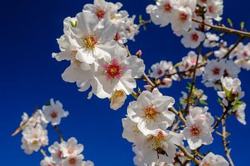 Almond trees with blossom in landscape of Andalusia. rugged mountains