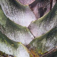 palm perfect