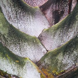 palm perfect van frederike simons