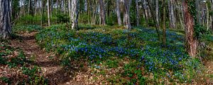 Blauw wintergroen
