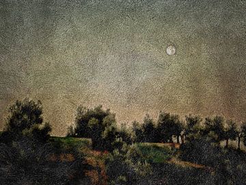 Full Moon Over Olive Groves At Sunrise