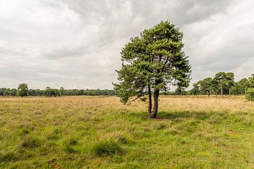 Grove den op Strijbeekse Heide van Ruud Morijn