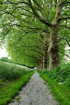 Vestingwal in het mooie Gorinchem van René von Hout