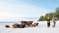 Koeien op het strand van Zanzibar van Jeroen Middelbeek thumbnail