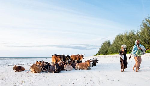Koeien op het strand van Zanzibar