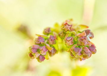 Roze bosbessenknoppen met groen pastel van Iris Holzer Richardson