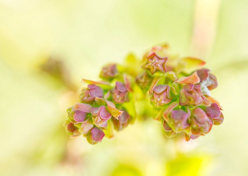 Pink Blueberry Buds with Green Pastel by Iris Holzer Richardson