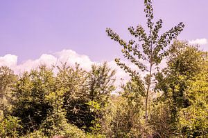 Lage Bergse Bos - Vue n° 1 sur Deborah de Meijer