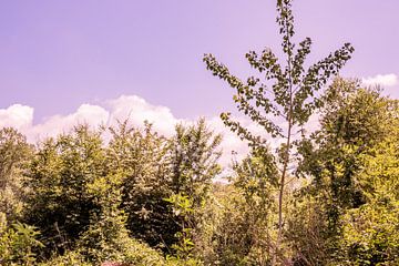 Lage Bergse Bos - Uitzicht nr. 1 van Deborah de Meijer