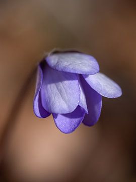 schlafendes Leberblümchen im warmen Morgenlicht von Christina Bauer Photos