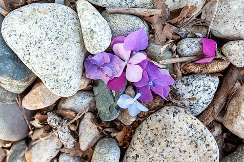 Stilleven met stenen, hout, bloemen genomen aan het strand