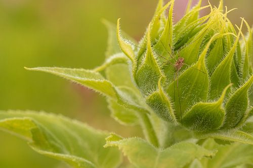 Spin op zonnebloem