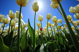 Witte tulpen