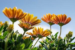 Gelb/Orange Gänseblümchen mit blauem Himmel III von Mister Moret