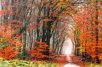 Tief in Neldoreth II