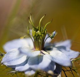 Blume von Ron Kleinjans
