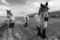 Zwart/Wit Paarden van Brian Morgan thumbnail