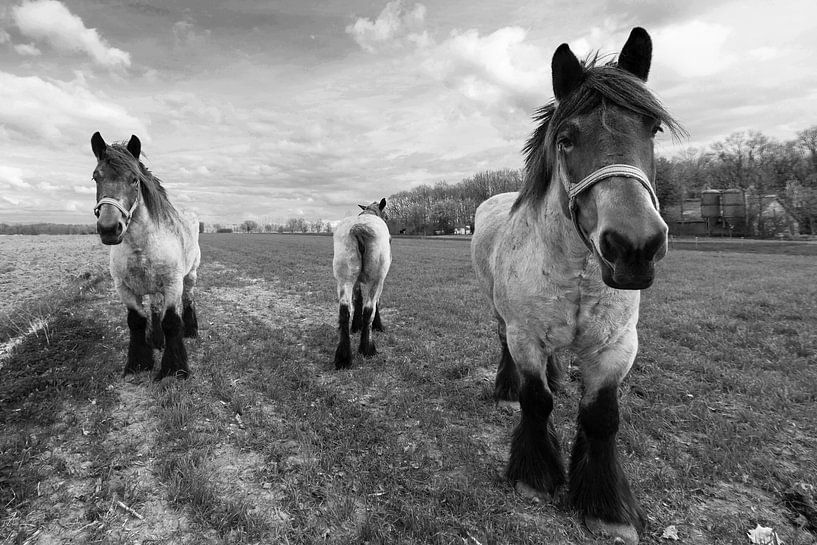 Zwart/Wit Paarden van Brian Morgan