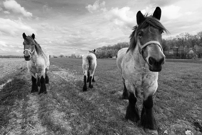 Zwart/Wit Paarden by Brian Morgan