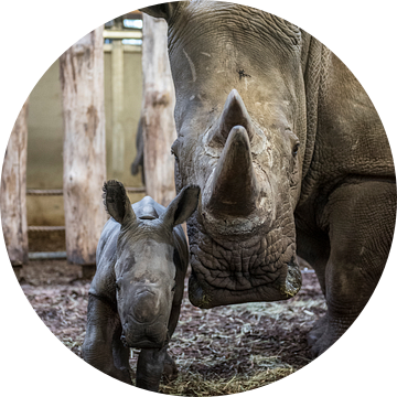Nieuwsgierige neushoornmoeder met haar jong  van Rob Herstel