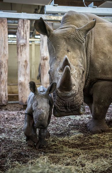 Nieuwsgierige neushoornmoeder met haar jong  by Rob Herstel
