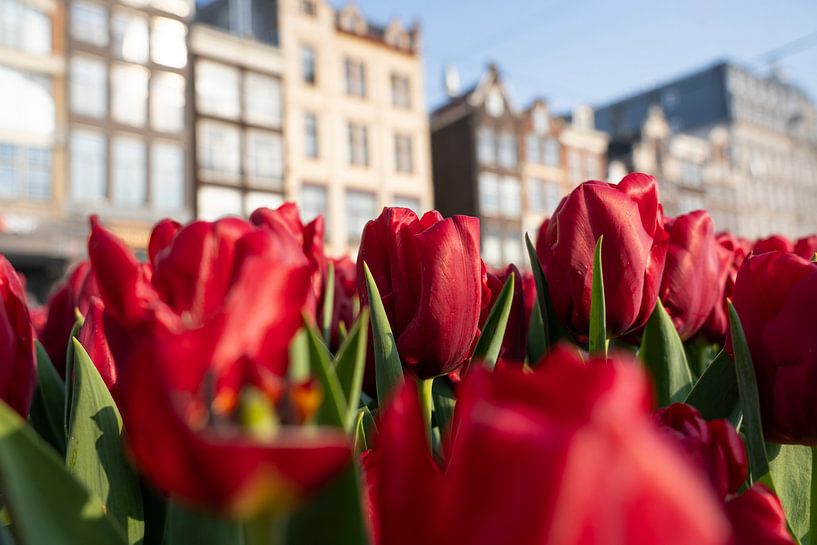 Bloeiende tulpen in Amsterdam par Thea.Photo