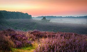 Sonnenaufgang über der Veluwe