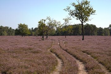 Heide in de bloei, de Maashorst van Tanja van Beuningen