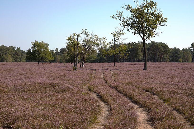 Heide in Blüte, der Maashorst von Tanja van Beuningen