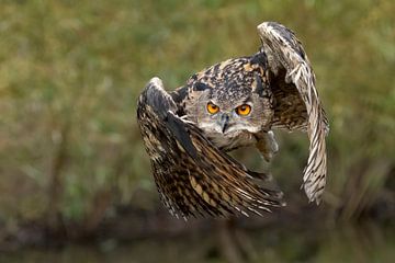 Owl by Jan van Vreede