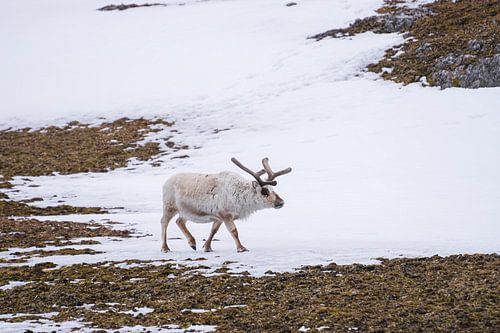 Reindeer on Spitsbergen