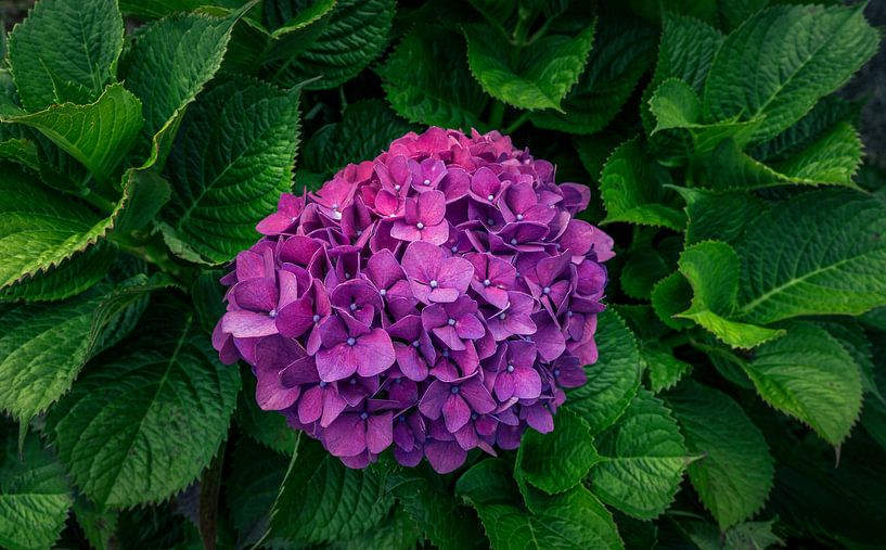 flower power par Alexander Dorn