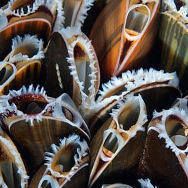 Mussels in the Eastern Scheldt by René Weterings