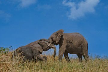Young elephants at play by pixxelmixx