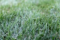 Close-up grass