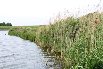 groene oever van Danielle Vd wegen