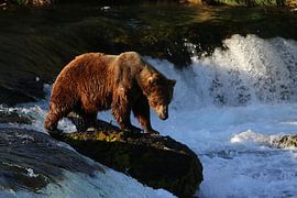 Bruine beer in Alaska van Jos Hug