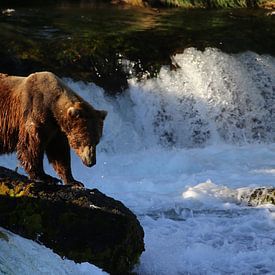 Brown bear in Alaska by Jos Hug