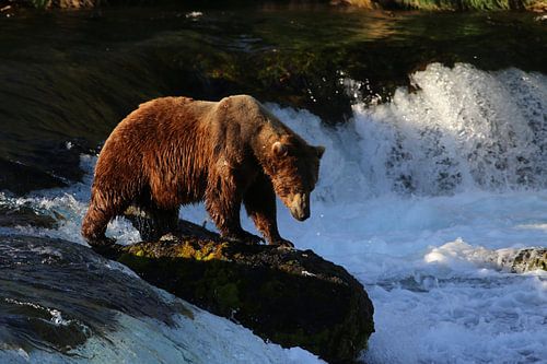 Ours brun en Alaska sur Jos Hug