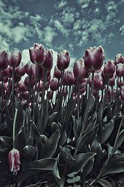 drama tulpen by John Wieringa