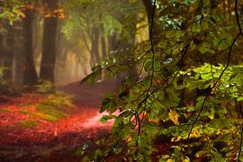 After the rain by Lars van de Goor