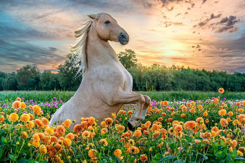 Prancing Horse in Field of Flowers, Dahlia, at Sunset - Beautiful Nature Photography by Jolanda Hugens Kommers