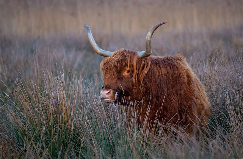 Scottish Highlander by Harry Punter