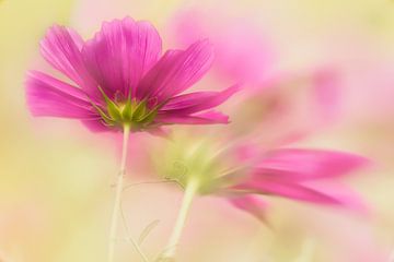 Cosmea-Blume von Ellen Driesse